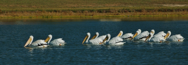 white pelicans